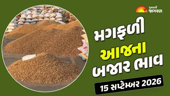 groundnut-prices-in-gujarat-15-september-2026-today-mandi-bhav-regional-apmc-rates-market-trends-live-updates