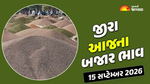 jeera-price-today-in-gujarat-15-september-2026-latest-cumin-seeds-mandi-market-rates