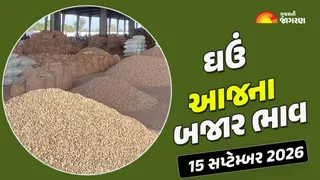 Wheat Prices in Gujarat (15 September 2026): ગુજરાતમાં ઘઉંના આજના બજાર ભાવ, જાણો કયા યાર્ડમાં ઊંચા નીચા ભાવ શું રહ્યા?