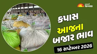 Cotton Price Today in Gujarat: ગુજરાતમાં કપાસના આજના બજાર ભાવ, જાણો કયા યાર્ડમાં ભાવ શું રહ્યા?
