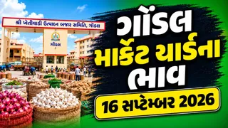 Gondal Market Yard Bhav Today: ગોંડલ યાર્ડમાં શાકભાજી અને ફળોની આવક: જાણો ટમેટા, આદુ, કીવી અને દાડમના આજના ભાવ