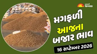 Groundnut Prices in Gujarat (16 September 2026): હિંમતનગરમાં મગફળીનો ભાવ 1911 રૂ. સુધી બોલાયો, જાણો ગુજરાતના અન્ય યાર્ડના આજના બજાર ભાવ
