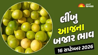 Lemon Prices in Gujarat (16 September 2026): ગોંડલમાં લીંબુના ભાવ 5400 રૂ. સુધી બોલાયા, જાણો ગુજરાતના અન્ય યાર્ડના આજના બજાર ભાવ
