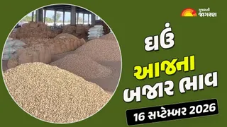 Wheat Prices in Gujarat (16 September 2026): કડીમાં ઘઉંના ભાવ 631 રૂ. સુધી બોલાયો, જાણો ગુજરાતના અન્ય યાર્ડના આજના બજાર ભાવ

