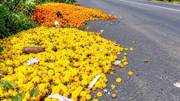 farmers-face-a-dire-situation-as-marigold-prices-crash-during-the-festive-season-farmers-dumped-the-flowers-on-the-road
