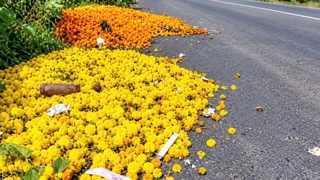Vadodara News:તહેવારોમાં જ ગલગોટાના ભાવમાં મોટો કડાકો બોલાતા ખેડૂતોની હાલત કફોડી, ખેડૂતોએ ફૂલો રસ્તે ફેક્યા
