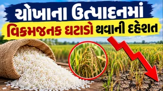 Rice production:છેલ્લા 20 વર્ષમાં સૌથી મોટો ઘટાડો થવાની દહેશત, ચોખાનું ઉત્પાદન એક કરોડ ટન ઘટી શકે છે
