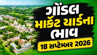 Gondal Market Yard Bhav Today: ગોંડલ APMC માં મગફળી અને મરચાંની ભારે આવક: જાણો કપાસ અને અન્ય જણસીના આજના ભાવ