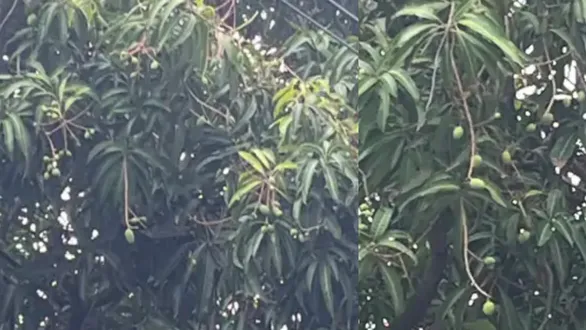una-off-season-kesar-mango-blooming-in-monsoon-reason-and-global-warming-effect