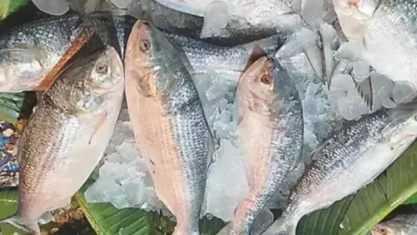 bengal-hilsa-fish-production-in-gujarat-narmada-river-bharuch-report