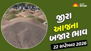 Jeera Price Today: ગુજરાતમાં જીરાના આજના બજાર ભાવ, જાણો કયા યાર્ડમાં શું ભાવ રહ્યા?