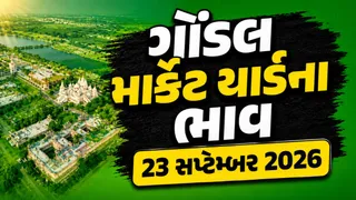 Gondal Market Yard Bhav Today: ગોંડલ યાર્ડમાં મગફળી, રાયડો, ટમેટા અને કાકડીના શું બોલાયા ભાવ? જુઓ આખું લિસ્ટ
