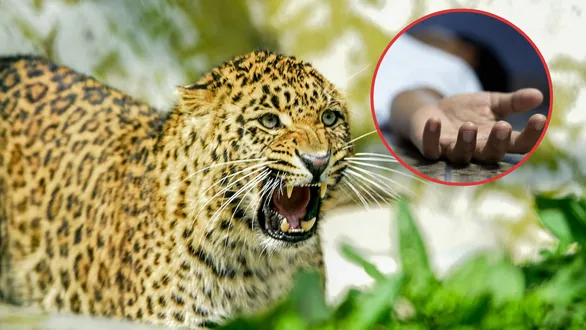 junagadh-mendarda-dedkiyali-leopard-attack-6-year-old-girl-dies-forest-department