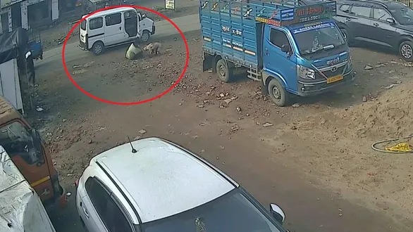 surat-stray-dog-attack-school-van-driver-mother-runs-for-safety-terrifying-cctv