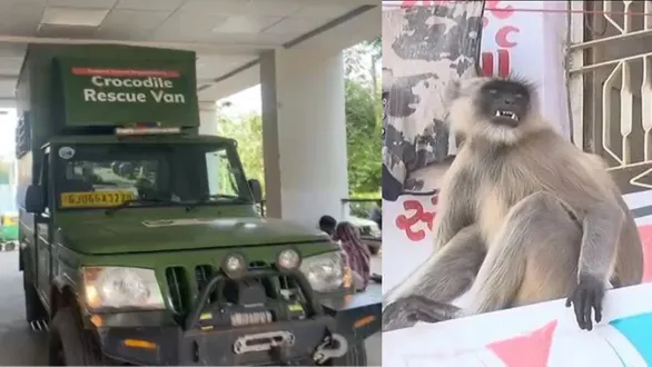 vadodara-sama-monkey-attack-forest-department-employee-injured