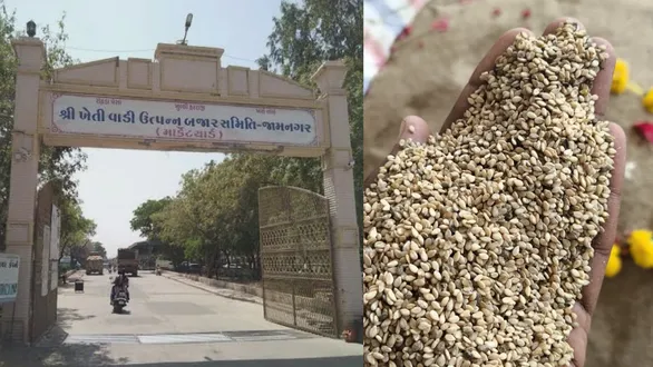 jamnagar-hapa-market-yard-monsoon-sesame-income-and-price-details