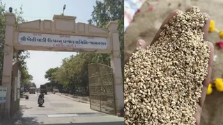 જામનગર: હાપા માર્કેટિંગ યાર્ડમાં ચોમાસું તલની સિઝનના શ્રીગણેશ, પ્રથમ જ દિવસે ઊંચો ₹2,251 ભાવ બોલાયો
