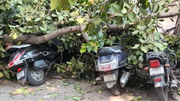 surat-nanpura-tree-collapse-3-people-trapped-vehicles-damaged-cctv-video
