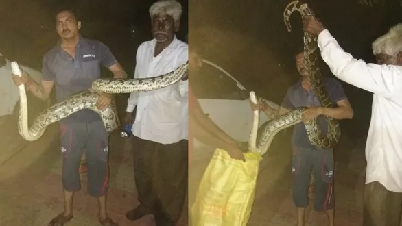 vadodara-dabhasa-10-foot-long-python-spotted-safely-rescued-by-wildlife-rescue-trust