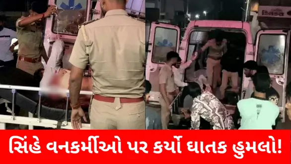 amreli-lion-attack-forest-team-rescue-operation-gun-missing-rajula