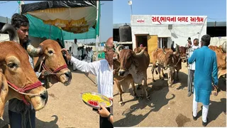 પાણી અને ઘાસચારાની તંગી વચ્ચે રડતી આંખે બળદોને 'સદ્ભાવના બળદ આશ્રમ'એ મૂકવા મજબૂર ખેડૂતો
