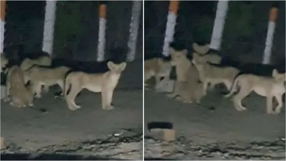 amreli-dhari-gir-lion-cubs-viral-video-hudli-zhar