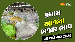 Cotton Price Today in Gujarat: ગુજરાતમાં કપાસના આજના બજાર ભાવ રૂ. 2000 સુધી બોલાયા, જાણો કયા યાર્ડમાં ભાવ શું રહ્યા?
