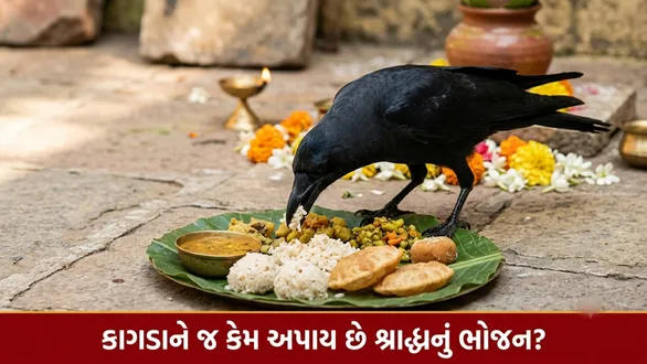 why-crows-are-fed-shraddha-food-during-pitru-paksha-2026-religious-belief-jayanta-story