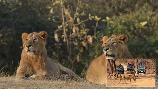 Gir Lion Safari 2026: રાજકોટ-સાસણમાં શા માટે 13 દિવસ વહેલા સિંહ દર્શન શરૂ થશે? જાણો વનમંત્રી મોઢવાડિયાએ શું આપ્યો જવાબ