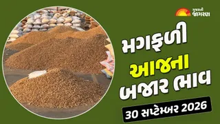 Groundnut Prices in Gujarat (30 September 2026): ગુજરાતમાં મગફળીના આજના બજાર ભાવ રૂ. 1918 સુધી બોલાયા, જાણો કયા યાર્ડમાં ભાવ શું રહ્યા?

