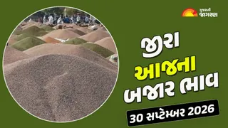Jeera Price Today: ગુજરાતમાં જીરાના આજના બજાર ભાવ રૂ. 4800 સુધી બોલાયા, જાણો કયા યાર્ડમાં શું ભાવ રહ્યા?
