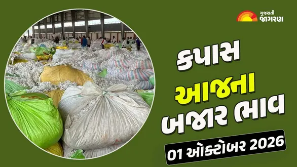 cotton-price-today-in-gujarat-01-october-2026-latest-kapas-mandi-market-rates