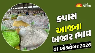 Cotton Price Today in Gujarat: ગુજરાતમાં 40 યાર્ડના કપાસના આજના બજાર ભાવ, જાણો કયા યાર્ડમાં ભાવ શું રહ્યા?
