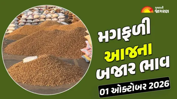 groundnut-prices-in-gujarat-01-october-2026-today-mandi-bhav-regional-apmc-rates-market-trends-live-updates