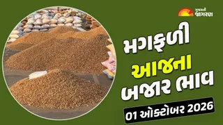 Groundnut Prices in Gujarat (01 October 2026): ગુજરાતમાં 38 યાર્ડના મગફળીના આજના બજાર ભાવ, જાણો કયા યાર્ડમાં ભાવ શું રહ્યા?
