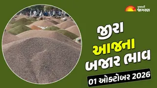 Jeera Price Today: ગુજરાતમાં 28 યાર્ડના જીરાના આજના બજાર ભાવ, જાણો કયા યાર્ડમાં શું ભાવ રહ્યા?
