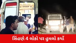 Amreli: વડીયાના અરજણસુખ ગામે સિંહણનો આતંક, 4 લોકો પર હુમલો થતાં વન વિભાગની ટીમ દોડી