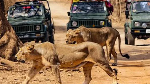 gir-jungle-safari-12-days-early-start-notification-sasan-gir-safari-online-permit