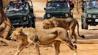 ગીર જંગલ સફારી અંગે મોટો અપડેટ: 12 દિવસ વહેલી સફારી શરૂ નહીં થાય?, જાણો શું છે કારણ
