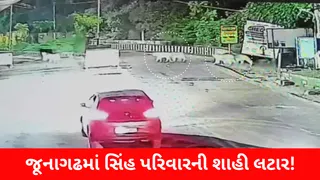 ગિરનાર તળેટીમાં સાવજોનો જમાવડો: વહેલી સવારે સાત સિંહોનો આખો પરિવાર રસ્તા પર ઉતર્યો, લોકો આશ્ચર્યચકિત, Video વાયરલ થયો
