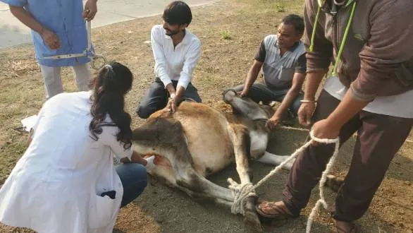 world-animal-welfare-day-special-story-surat-animal-husbandry-department-highlights-key-services