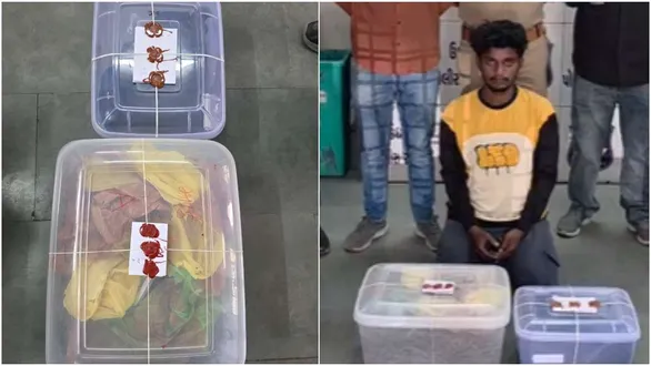 surat-udhna-police-ganja-seizure-school-bag-mohan-chiku-arrest