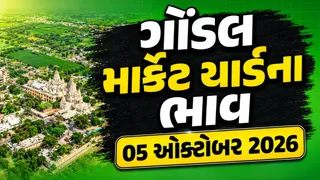 Gondal Market Yard Bhav Today: ગોંડલ માર્કેટ યાર્ડ: આજના ઘઉં, ડુંગળી, વાલોર અને દ્રાક્ષના તાજા બજાર ભાવ