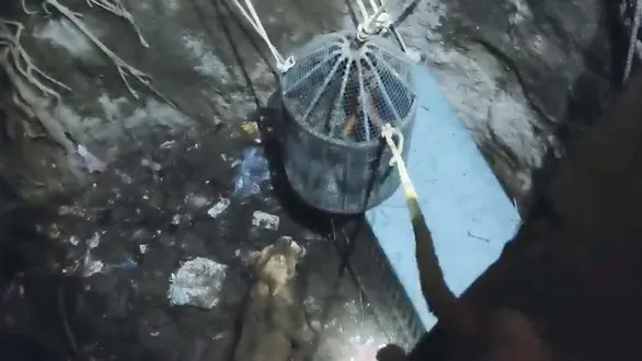 amreli-wildlife-rescue-daring-operation-saves-lioness-fallen-into-open-well-in-babarkot-see-video