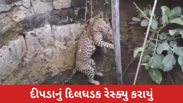 gir-somnath-leopard-rescue-forest-team-saves-leopard-after-it-falls-into-well-in-savni-village-see-video