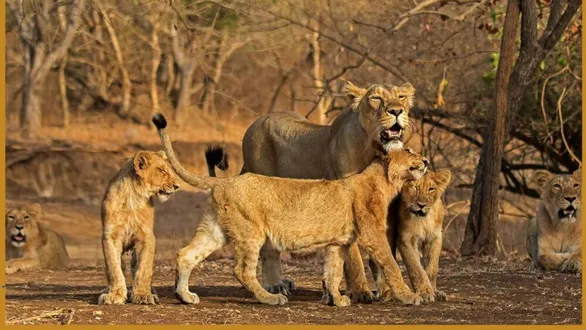 gujarat-sanctuaries-national-parks-opening-date-9-october-2026-tourists-festival-season