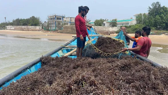 blue-economy-in-gujarat-100-crore-marine-biotech-corridor-to-build-in-porbandar-know-the-benefit