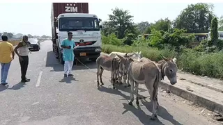 VIDEO: વડોદરામાં ટાટા મોટર્સ સામે ગ્રાહકનો અનોખો વિરોધ, વોરંટી છતાં સર્વિસ ચાર્જ વસૂલાતા ટ્રકને ગધેડા વડે ખેંચાવી શૉ રૂમ પહોંચાડી