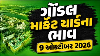 Gondal Market Yard Bhav Today: ગોંડલ માર્કેટિંગ યાર્ડ: આજે જીરું, સોયાબીન, લીલા/સુકા મરચાં અને ચીકુના પ્રતિ મણના ભાવ શું રહ્યા?