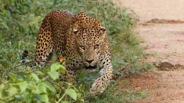 navsari-chikhli-leopard-attack-13-year-old-boy-saved-by-mother-forest-department-cages